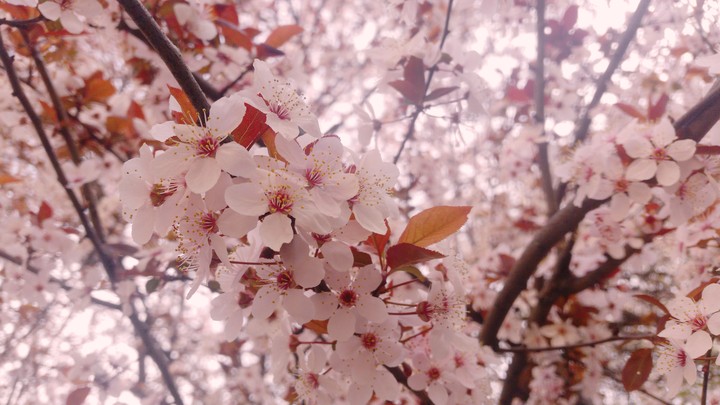 Nature in spring