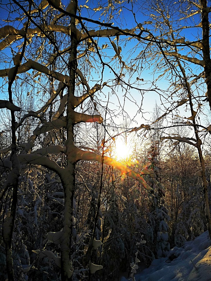 winter forest