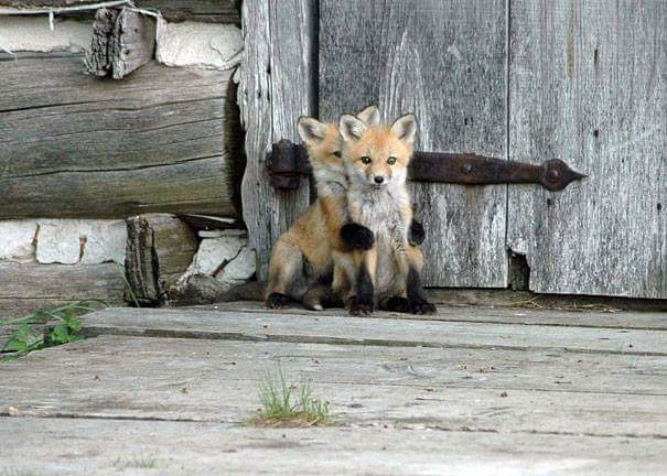 baby wolf