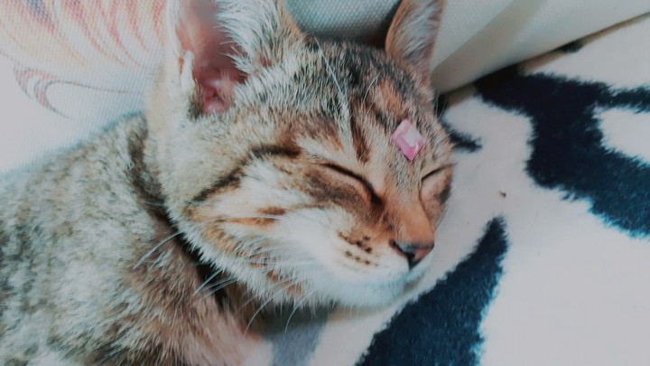 Princess