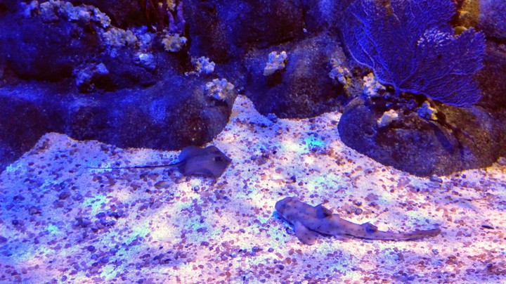 AquaRii