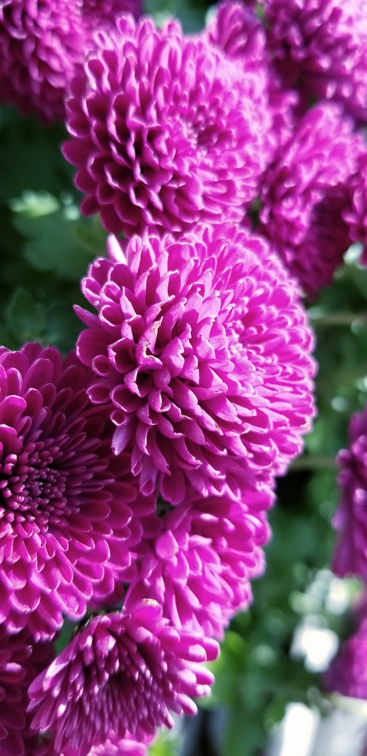purple flowers
