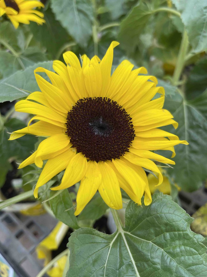 sunflower