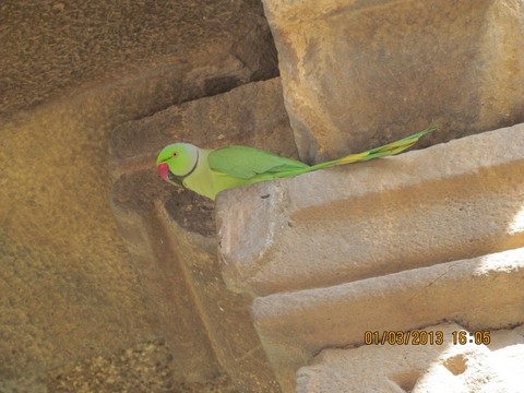 Parrot