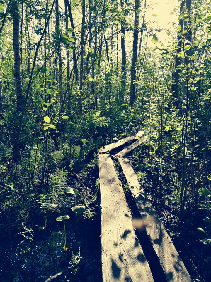 Vibrant Forest