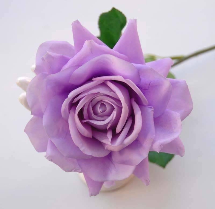 lila Roses růže