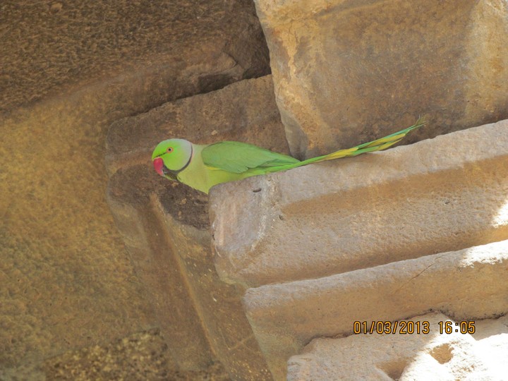 Parrot