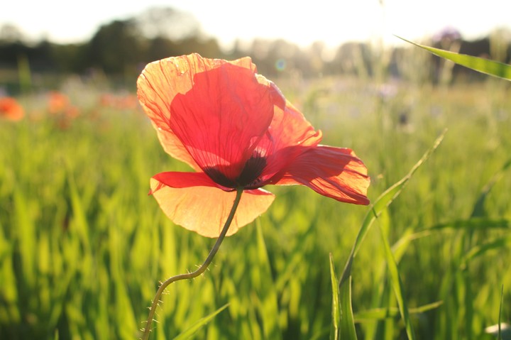 Mohnblüte