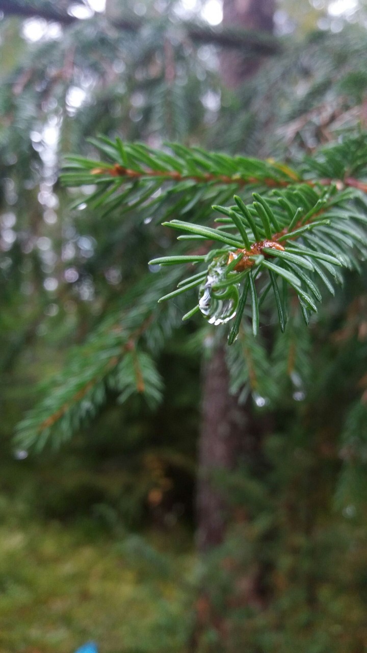 Drop on a tree