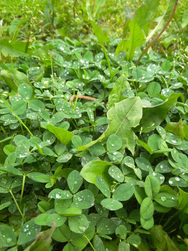 green grass