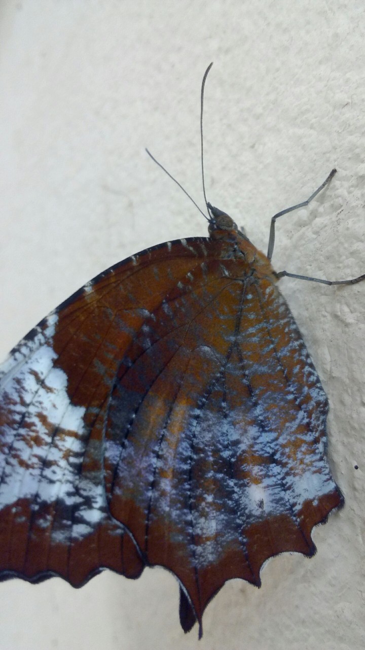 butterfly