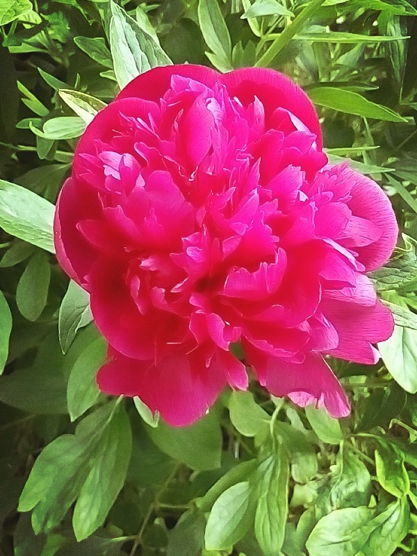 peonia