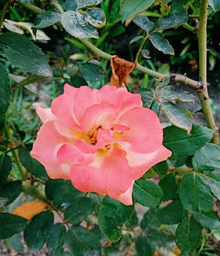 nature club