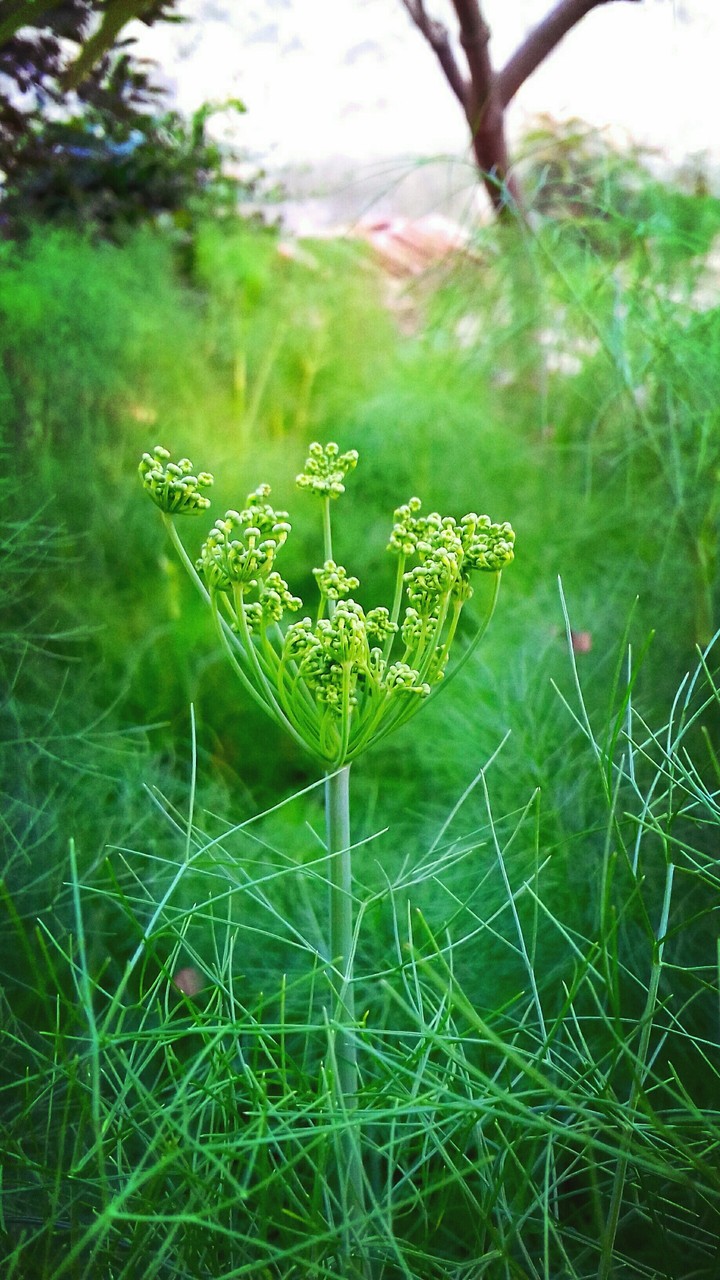 green flower