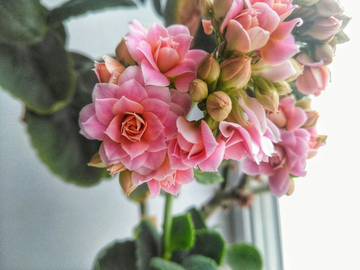 Flower is beautiful ❤
