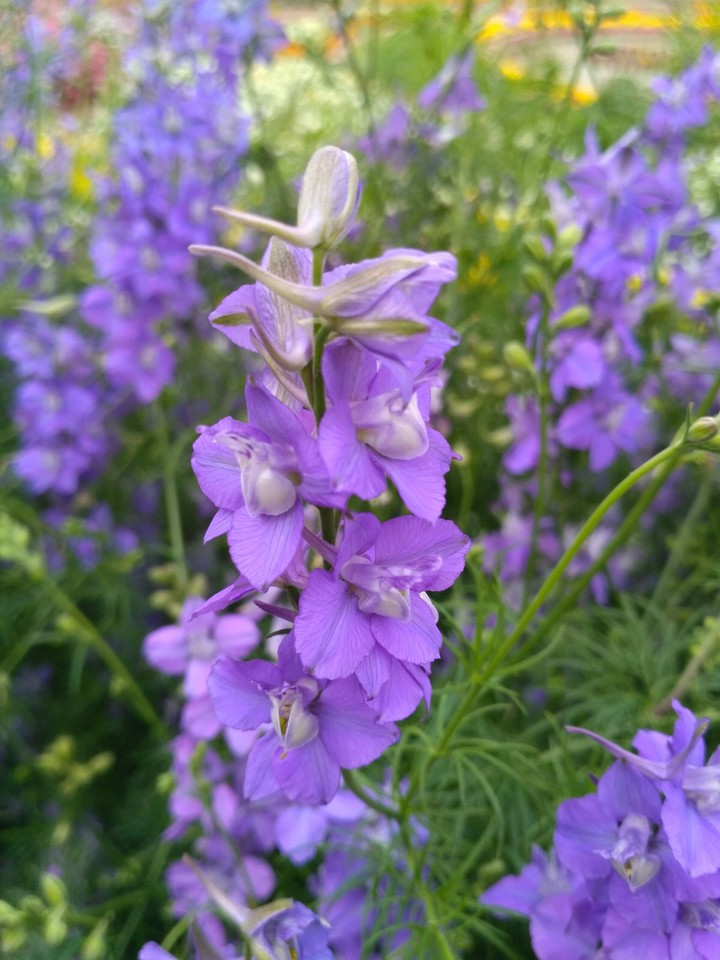 IRIS Flowers