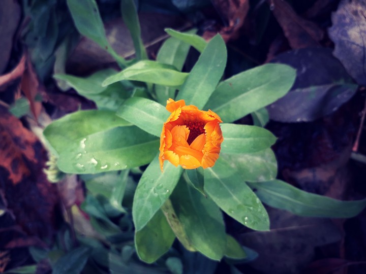 flower