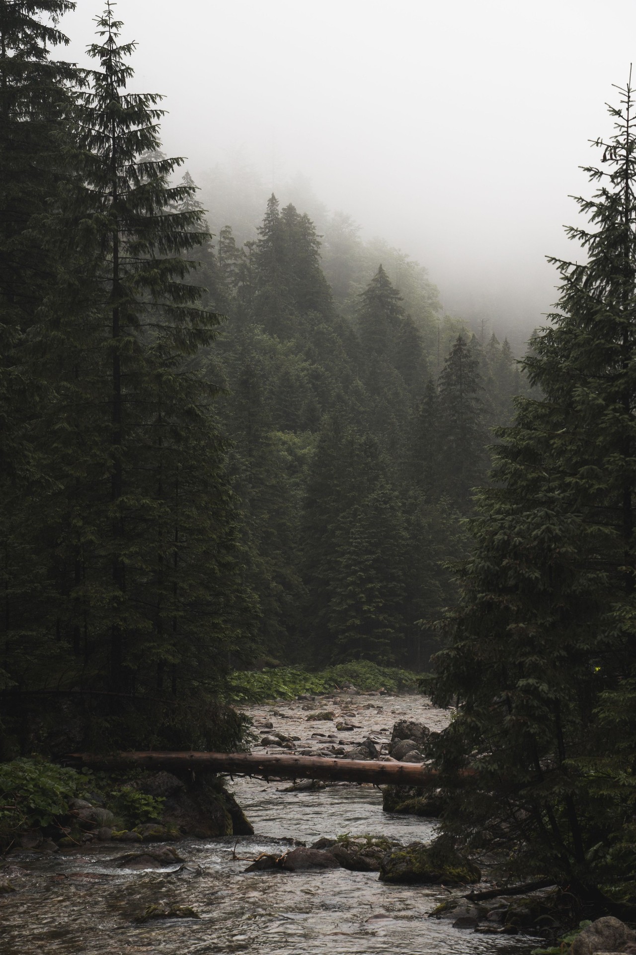 jungle, Wilderness duvar kağıtları