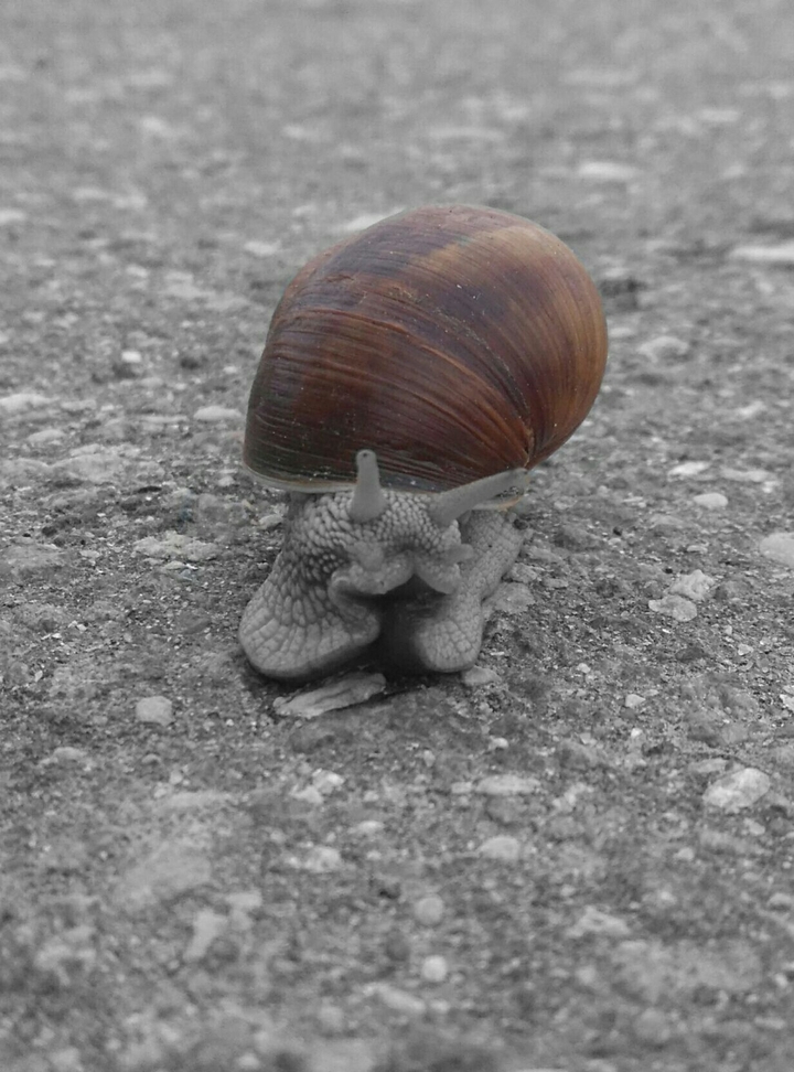 Brown in black/white