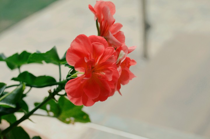 Flowers