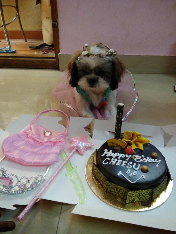 cheesy's birthday
