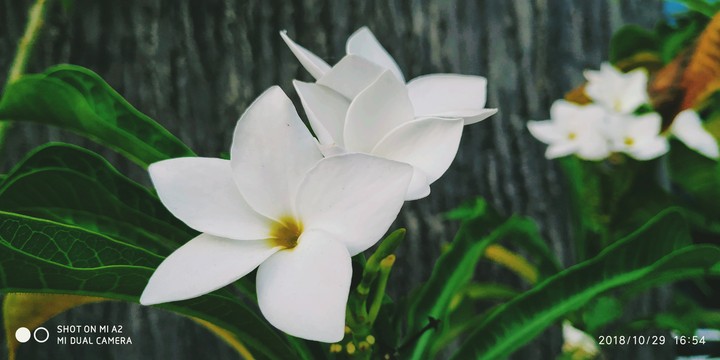 Nature