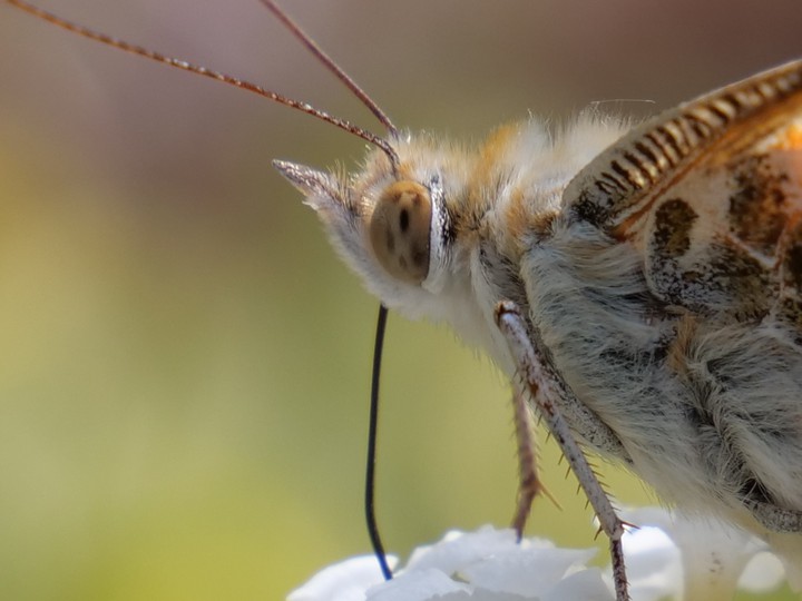Schmetterling, Tiere, Insekten