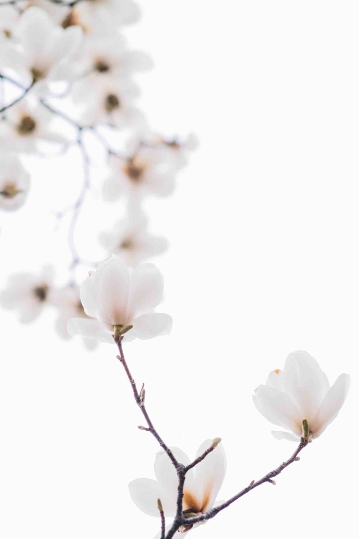Magnolias