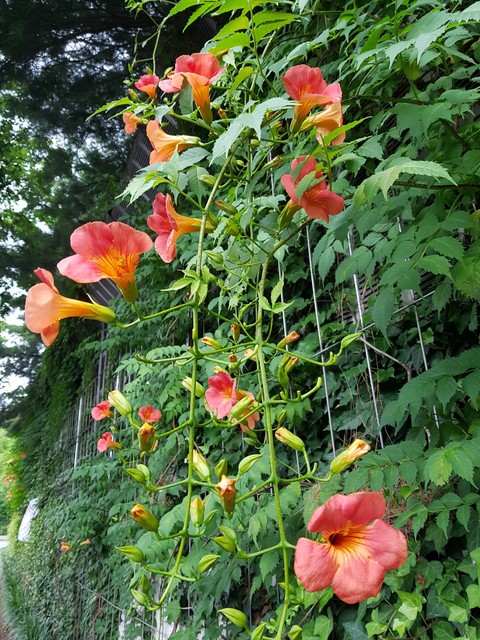 shrub, flower壁紙