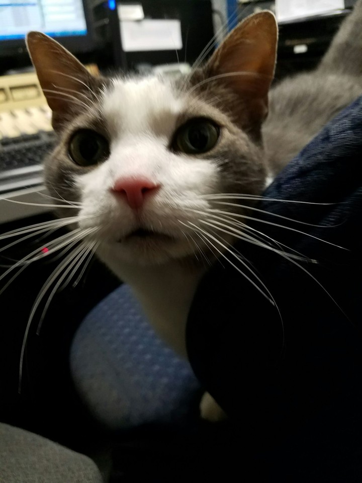 Wiffler