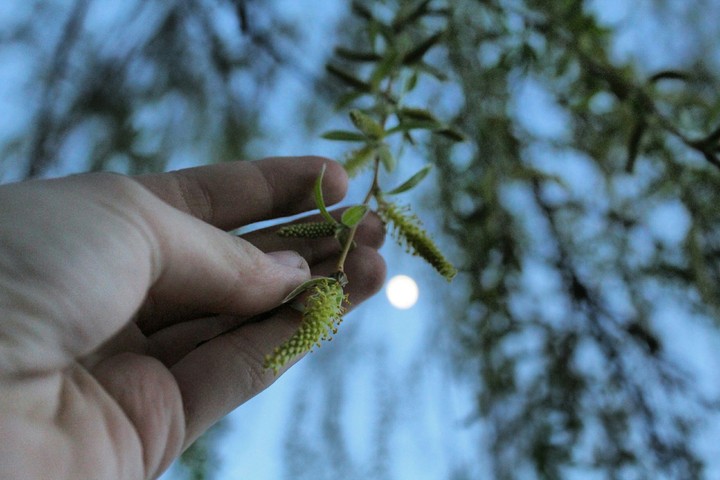 Willow and moon