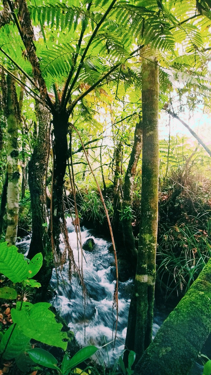 Cerrado