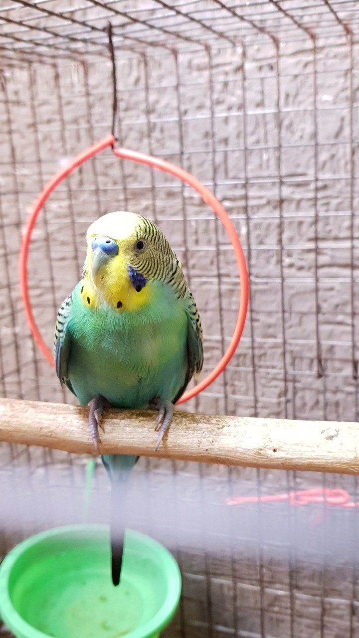 love Bird