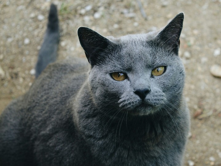 Ciccio