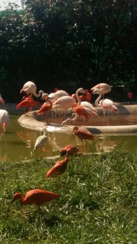 Flamingo