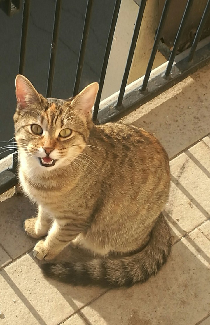 miao