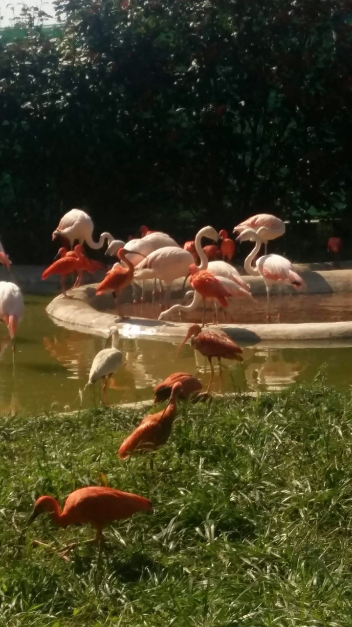 Flamingo