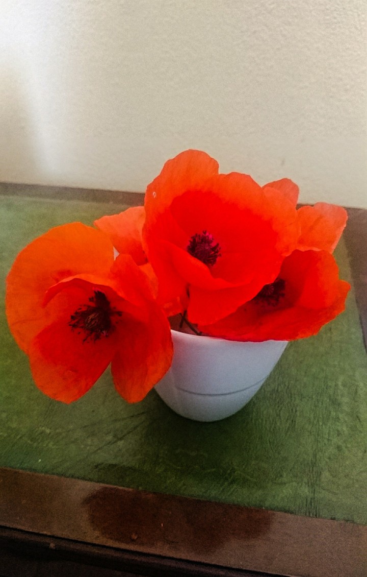 red poppies