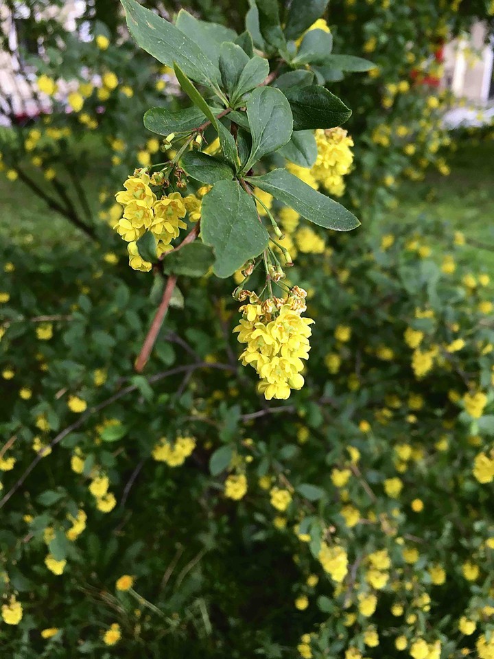 цветы
