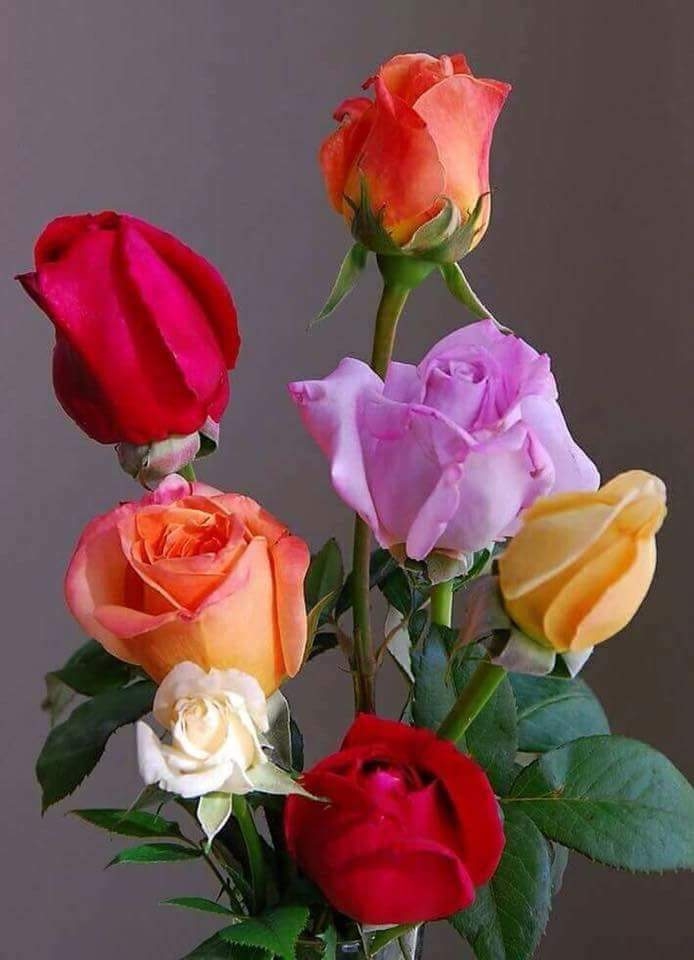rose