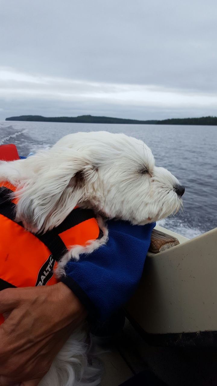 my dog in boat