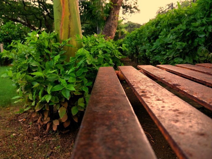 Green woods