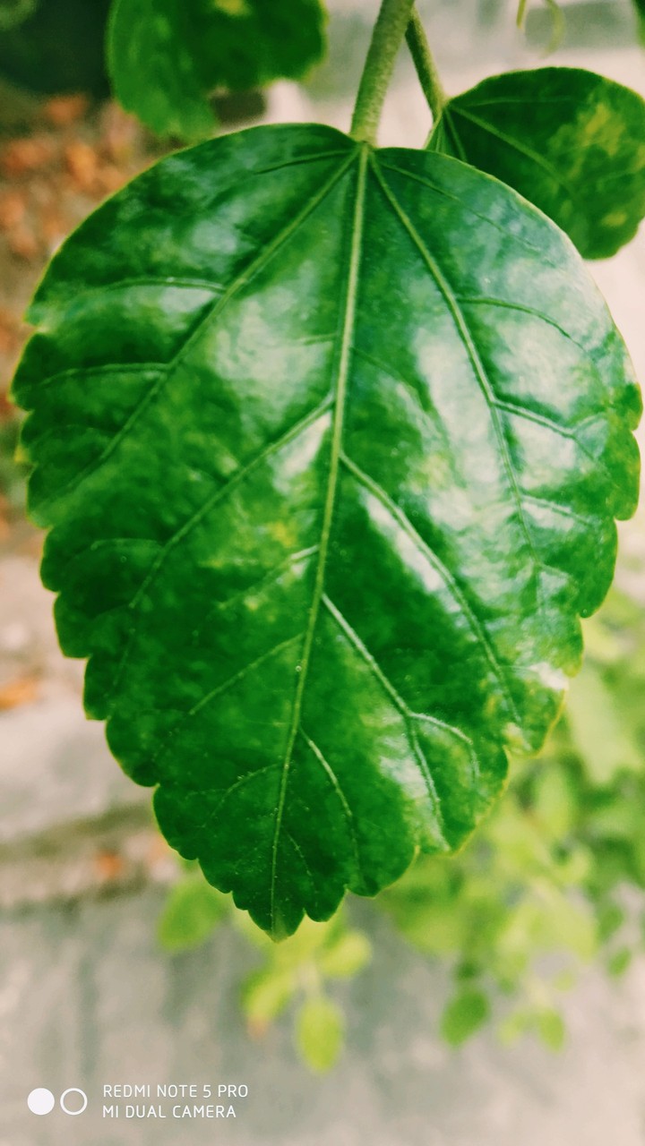 Hibiscus leave