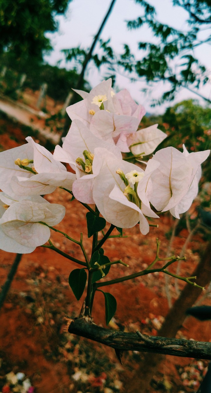 #Flowers