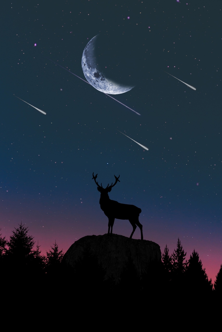 beaux cerf