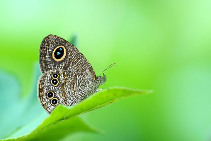 butterfly