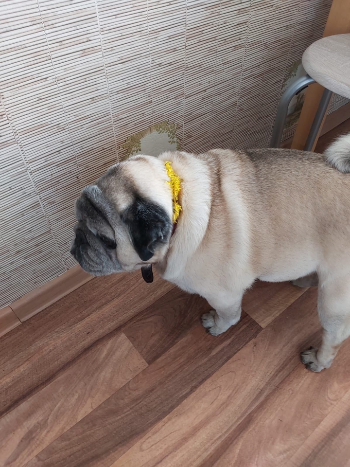 pug amour