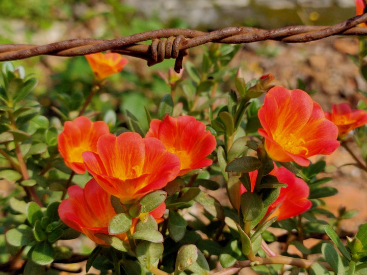 Portulaca