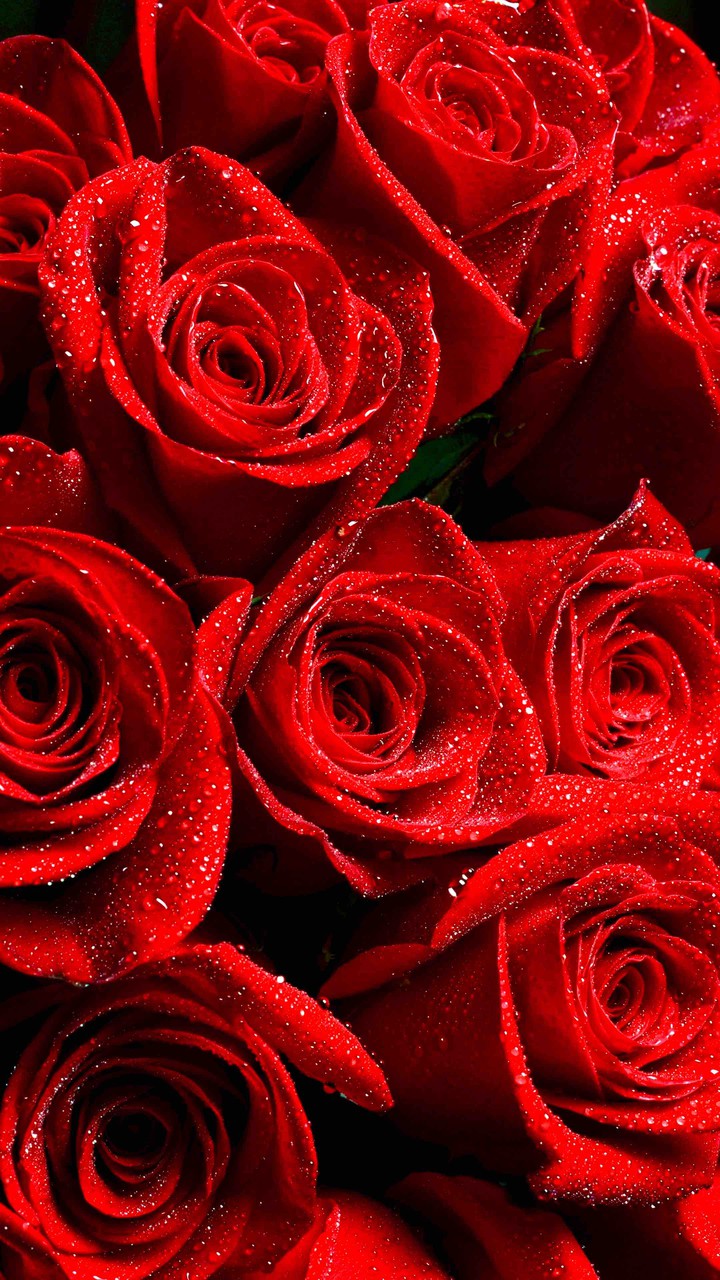 Beautiful Red Roses