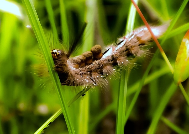 caterpillar